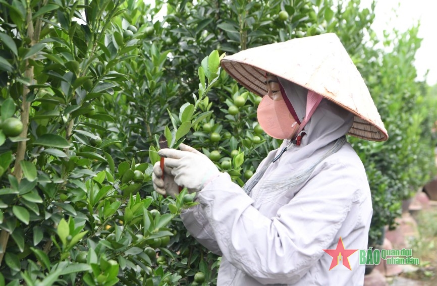 Chuẩn bị đào, quất phục vụ người dân dịp Tết