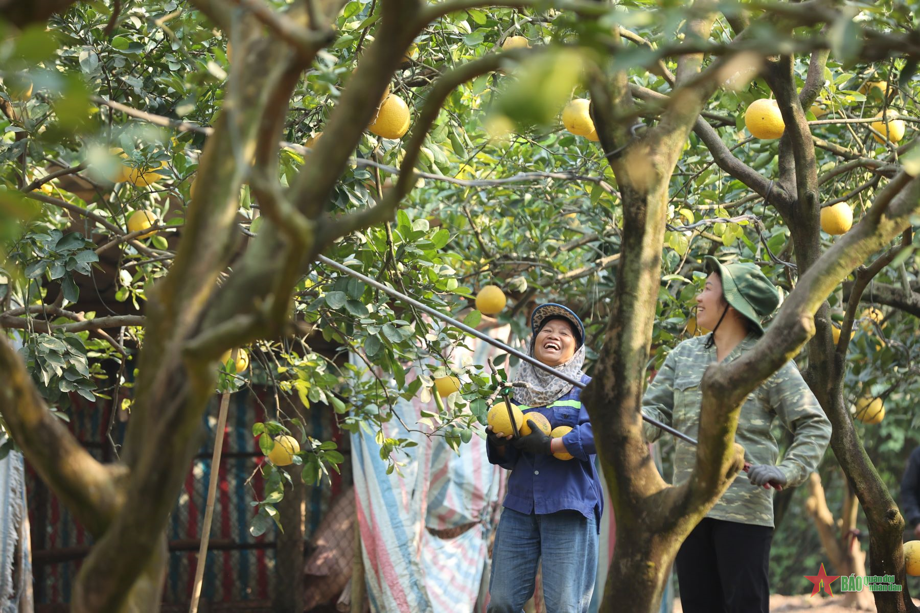 Bưởi Diễn vào mùa thu hoạch để chuẩn bị cho Tết 2025