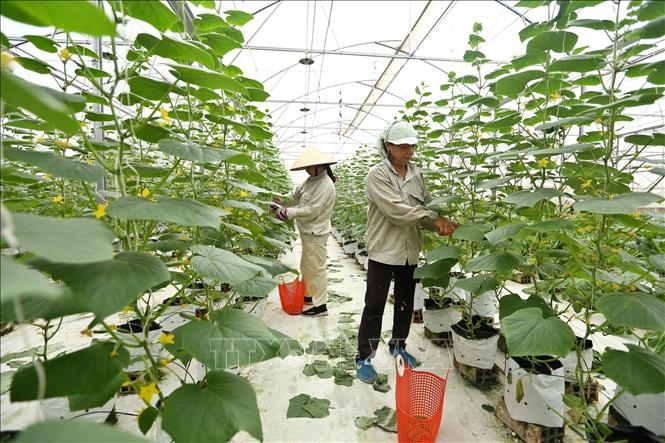 Nông nghiệp Việt Nam: Lập kỷ lục mới