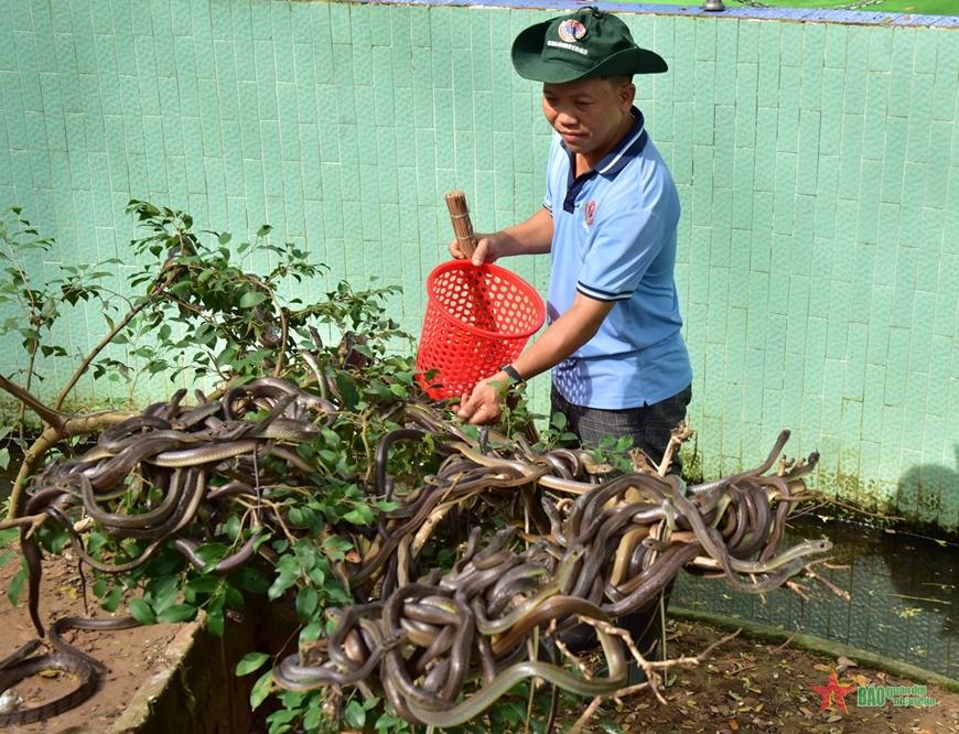 Trại rắn Đồng Tâm - vương quốc rắn lớn nhất miền Tây