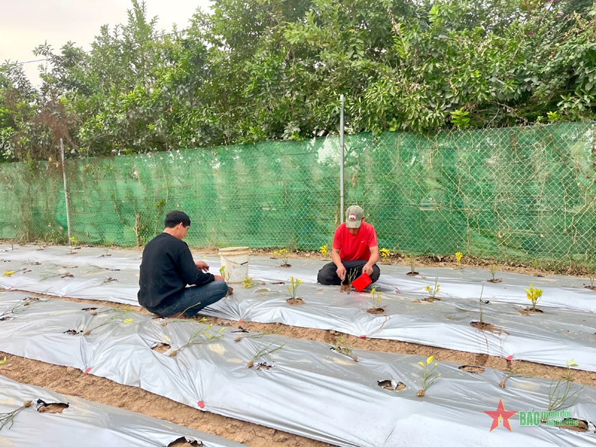 Đào Nhật Tân, quất Tứ Liên rực rỡ ngày giáp Tết