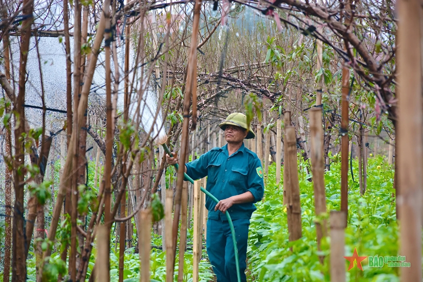 Đào Nhật Tân, quất Tứ Liên rực rỡ ngày giáp Tết