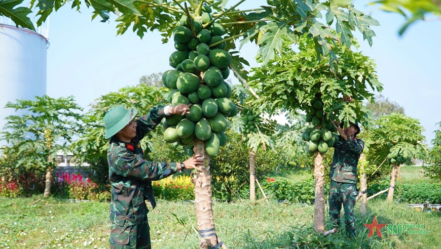Quân khu 9: Hoa xuân khoe sắc đón Tết cổ truyền