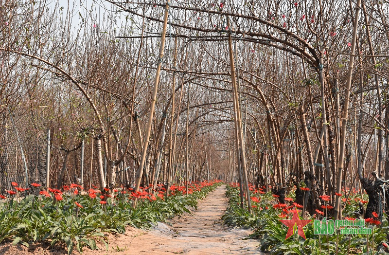 Xuân về làng hoa Nhật Tân