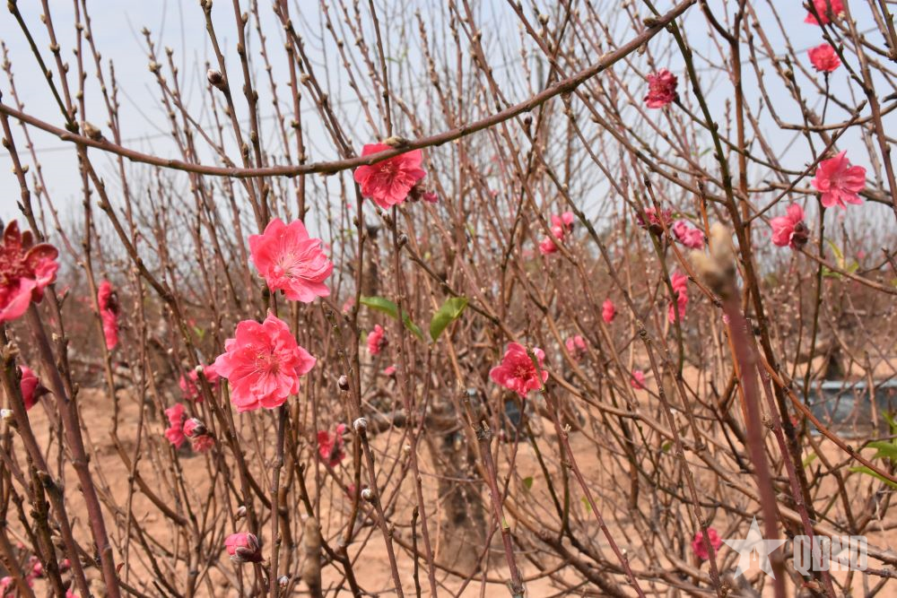 Gìn giữ truyền thống chơi đào ngày Tết của người Hà Thành