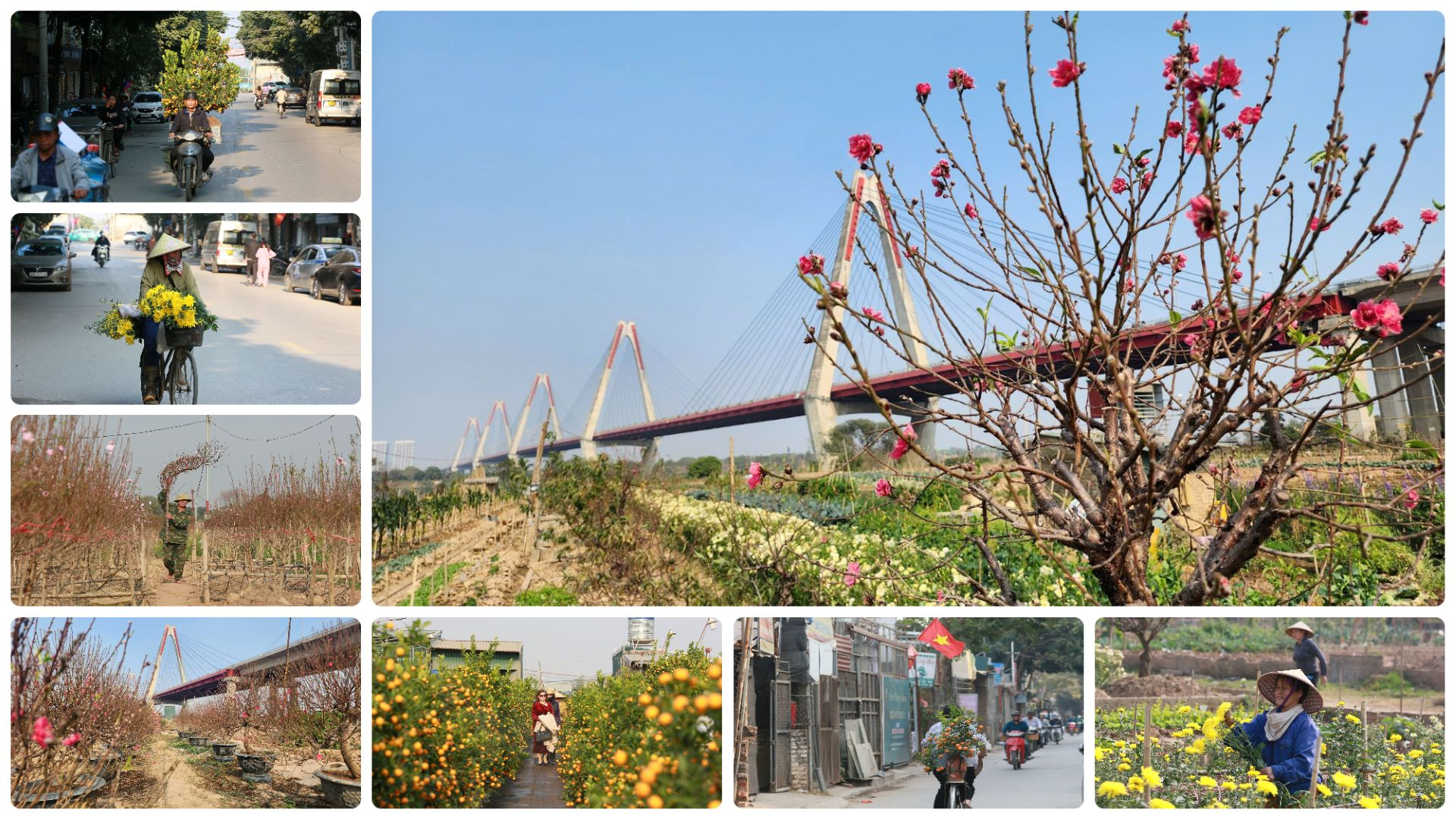 Đào, quất rực rỡ “sắc xuân” những ngày cận Tết Nguyên đán

