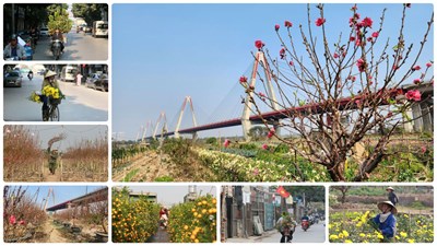 View - 	Đào, quất rực rỡ “sắc xuân” những ngày cận Tết