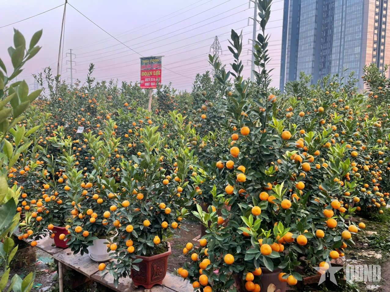 Chợ đào, quất Hà Nội ngày cận Tết