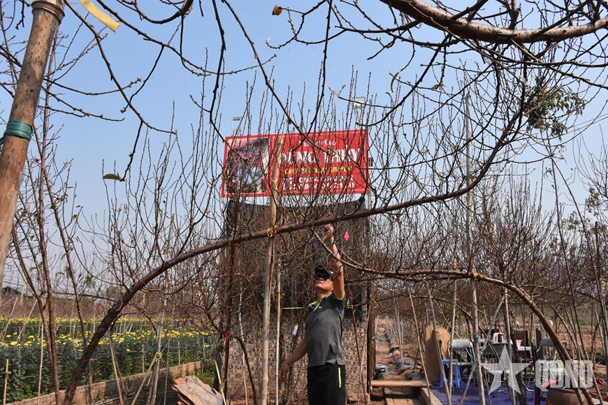 Chủ vườn đào ở Nhật Tân Hàn Trung Dũng chia sẻ với phóng viên về thế đào thác đổ đang được ưa chuộng hiện nay.