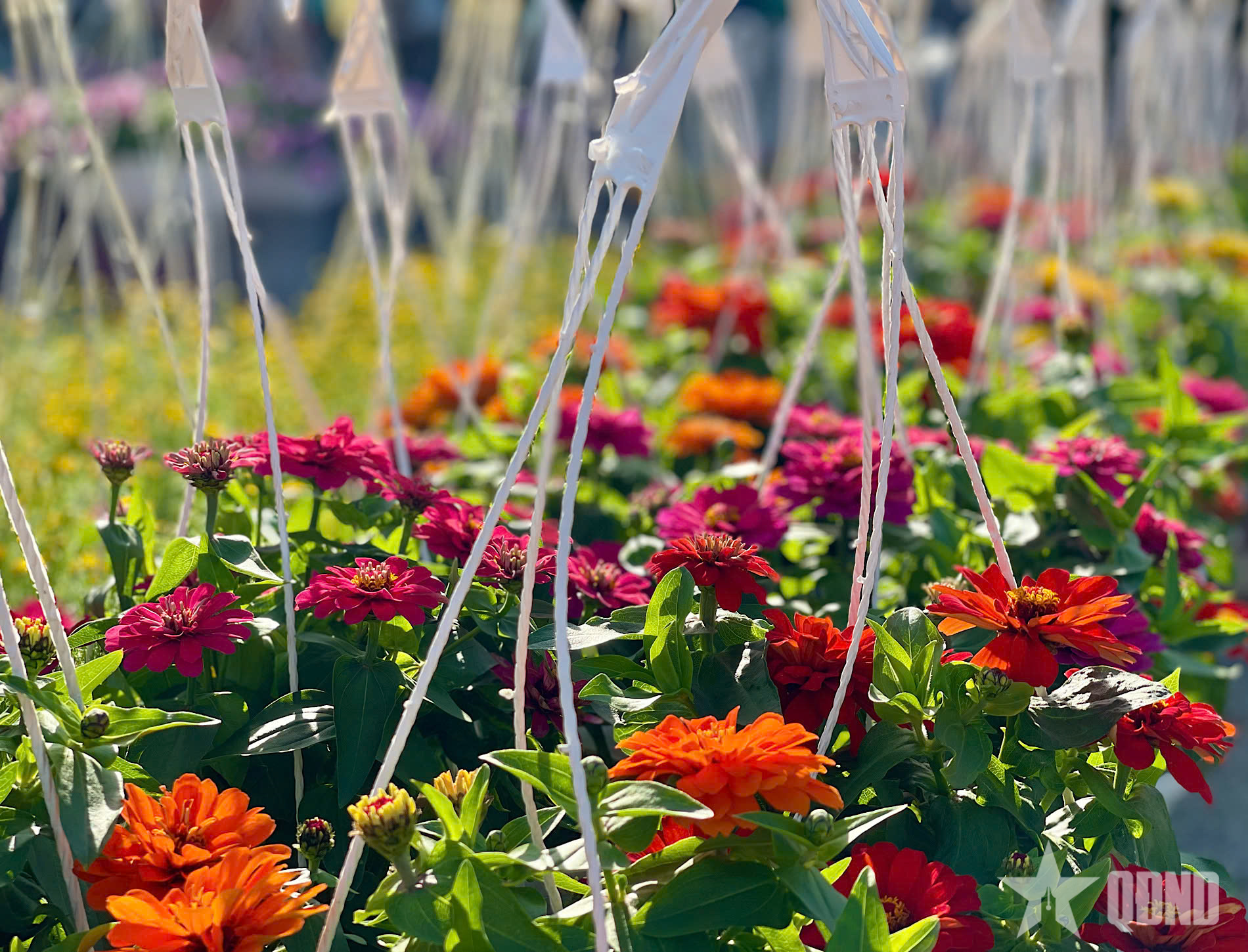 Chợ hoa Tết Đà Nẵng rực rỡ sắc màu, rộn ràng đón khách