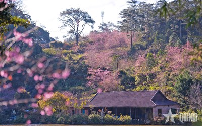 Gallery - 	Hoa mai anh đào ở Măng Đen đẹp đến nao lòng