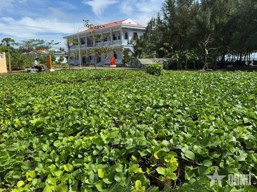 “Xanh hóa Trường Sa” “Xanh hóa Trường Sa”