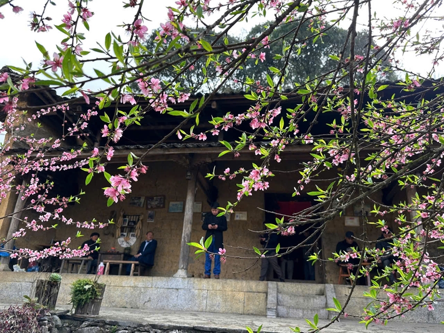 Sắc hoa xuân trong ánh nắng ngọt ngào