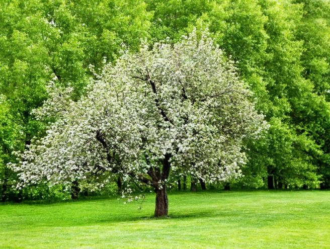 “Ngày trồng cây” trên thế giới