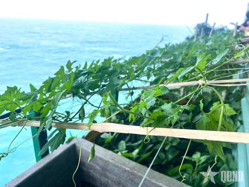 Khu vườn diệu kỳ của bộ đội nhà giàn