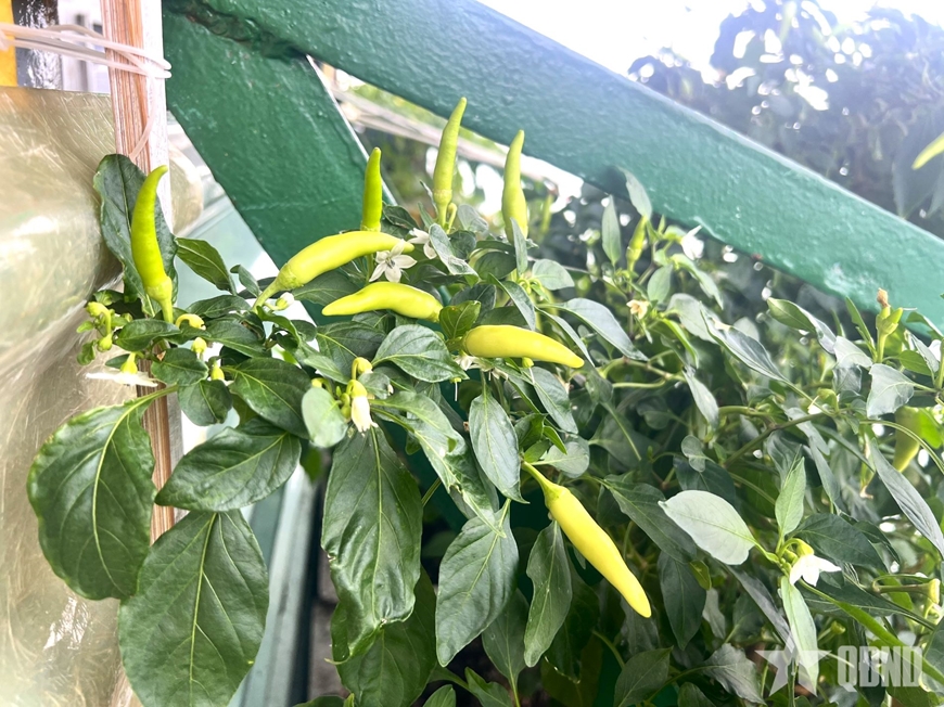 Khu vườn diệu kỳ của bộ đội nhà giàn