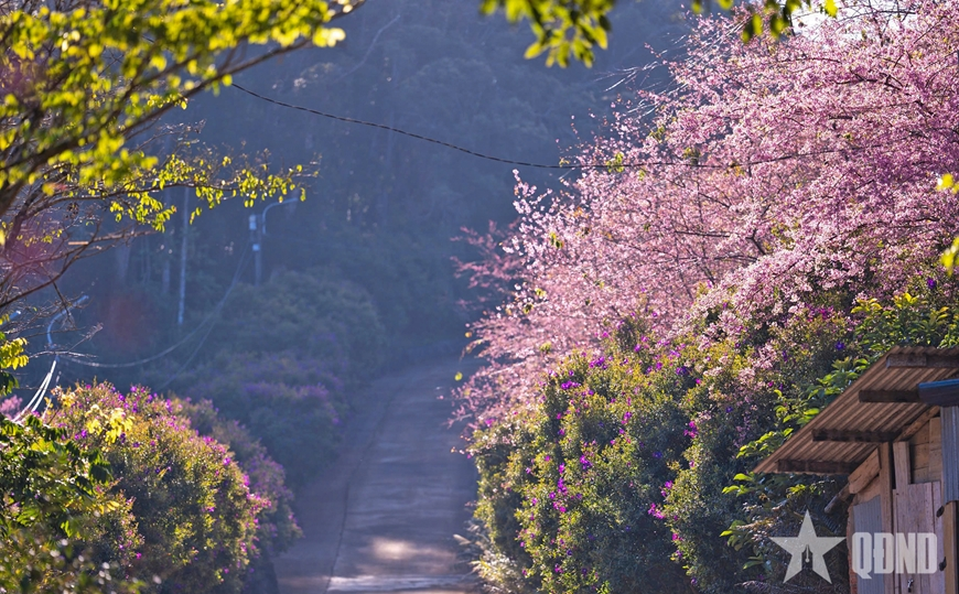 Hoa mai anh đào ở Măng Đen đẹp đến nao lòng