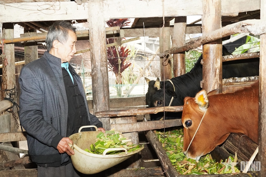 Hà Giang: Ứng phó với rét đậm, rét hại cho đàn vật nuôi