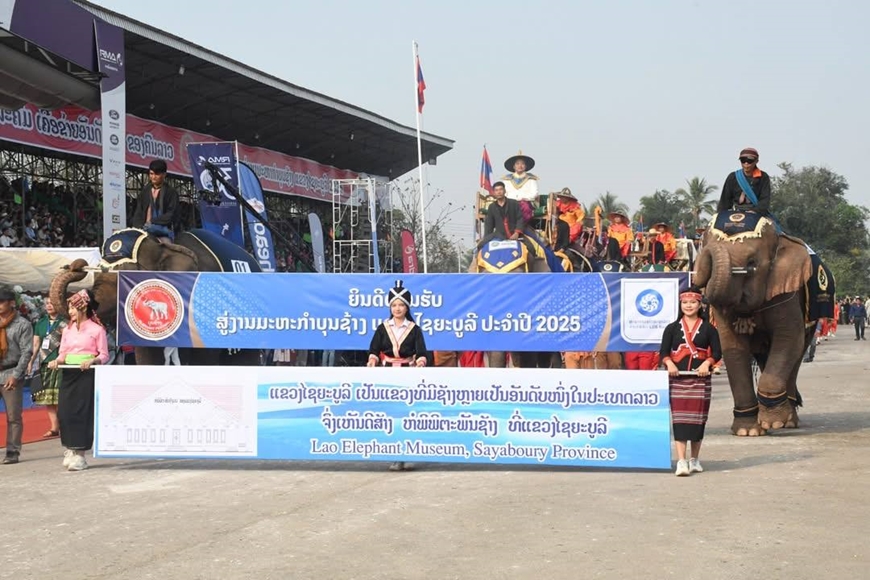 Những chú voi diễu hành qua khán đài. 