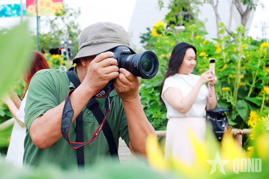 Hoa hướng dương khoe sắc tại công viên bờ sông Sài Gòn