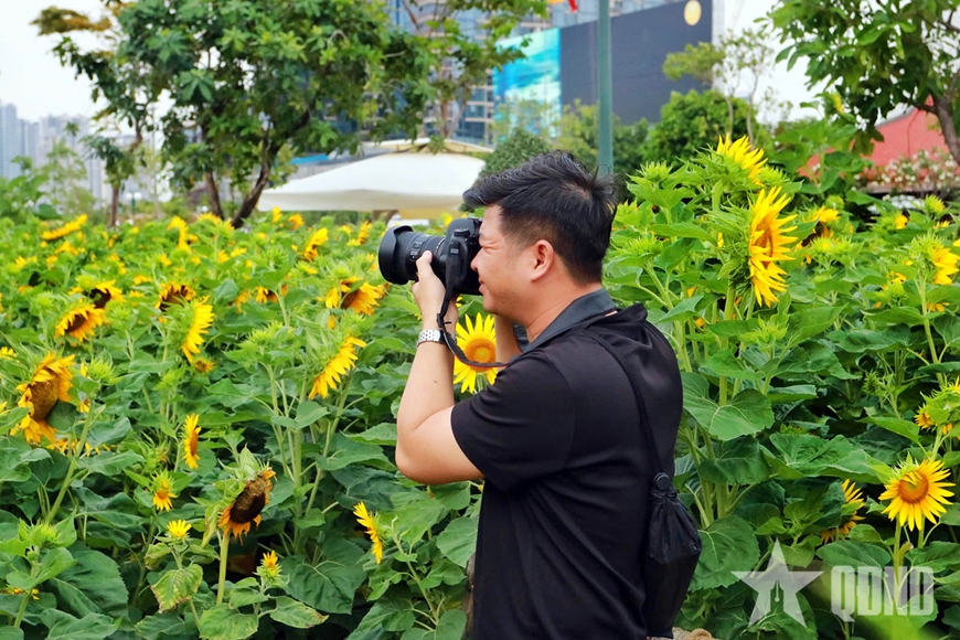 Hoa hướng dương khoe sắc tại công viên bờ sông Sài Gòn
