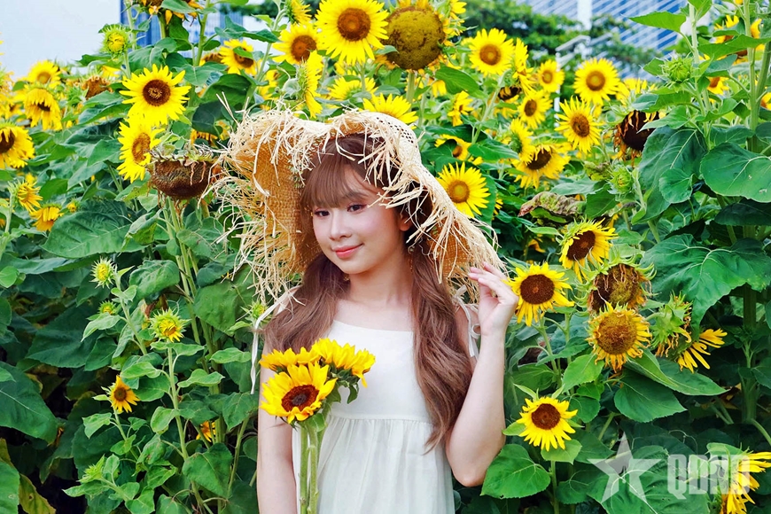 Hoa hướng dương khoe sắc tại công viên bờ sông Sài Gòn