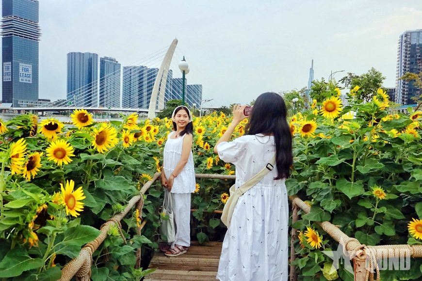 Hoa hướng dương khoe sắc tại công viên bờ sông Sài Gòn