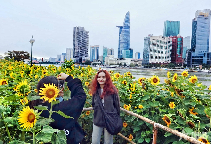 Hoa hướng dương khoe sắc tại công viên bờ sông Sài Gòn