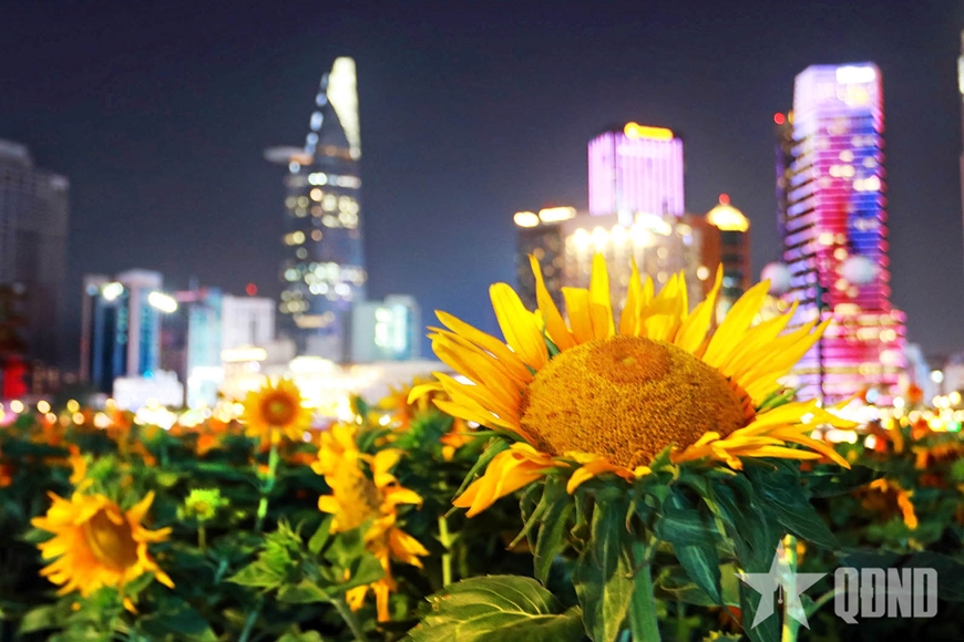 Hoa hướng dương khoe sắc tại công viên bờ sông Sài Gòn
