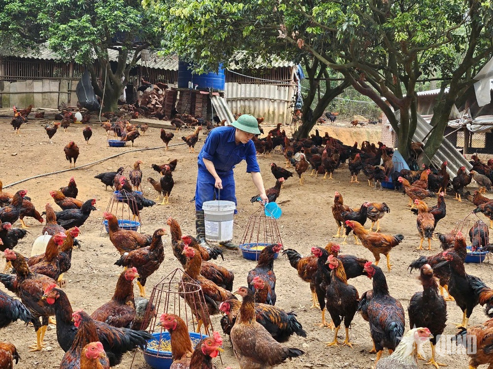 Kho K76 (Cục Hậu cần - Kỹ thuật Quân khu 3): Điểm sáng trong tăng gia sản xuất, nâng cao đời sống bộ đội