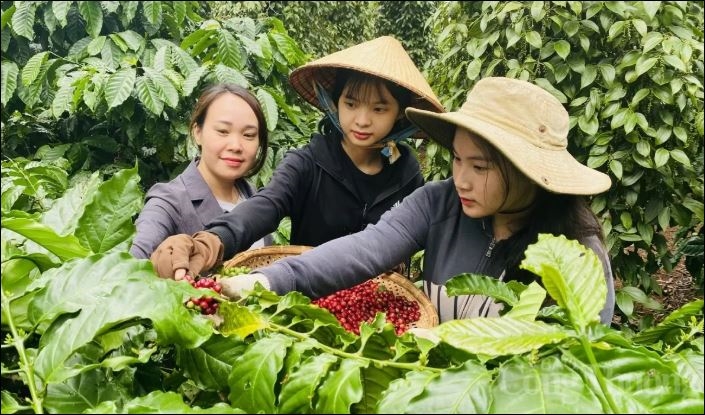 Bản tin nông sản hôm nay (5-3): Giá cà phê, hồ tiêu tăng cao
