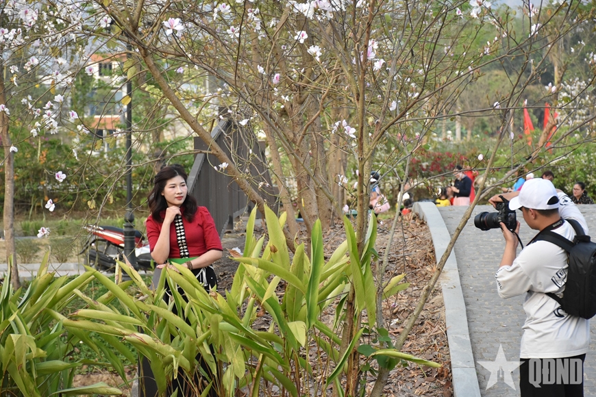 Điện Biên: Hoa ban khoe sắc trước thềm lễ hội