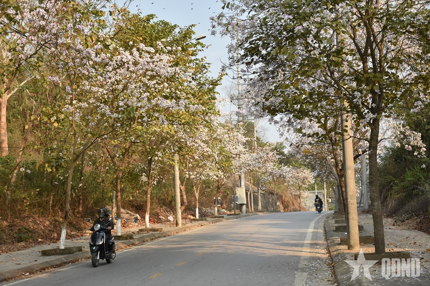 Điện Biên: Hoa ban khoe sắc trước thềm lễ hội