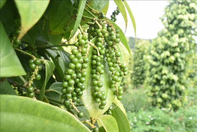 Bản tin nông sản hôm nay (17-3): Giá hồ tiêu và cà phê neo mức cao