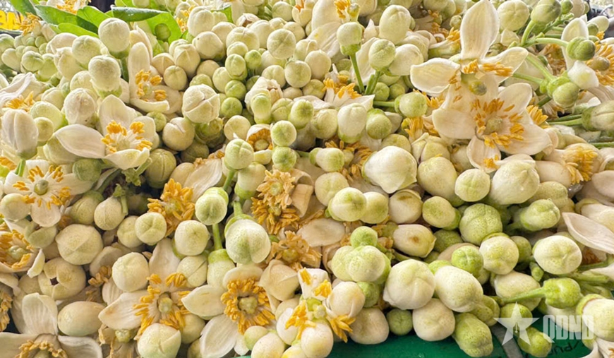 Thương nhớ hương bưởi