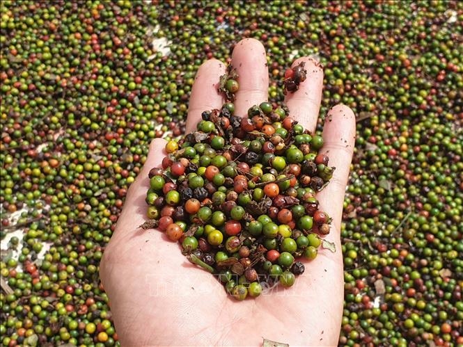 Bản tin nông sản hôm nay (24-3): Giá hồ tiêu và cà phê duy trì ổn định
