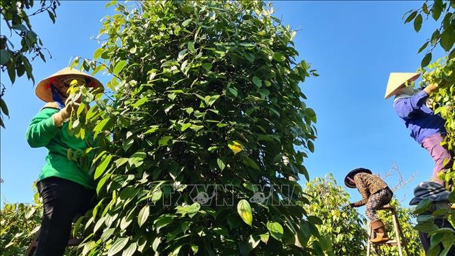 Bản tin nông sản hôm nay (8-4): Giá hồ tiêu, cà phê đi ngang