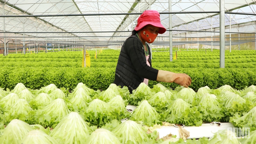 Xuất khẩu rau, quả hướng tới mục tiêu 8 tỷ USD trong năm 2025
