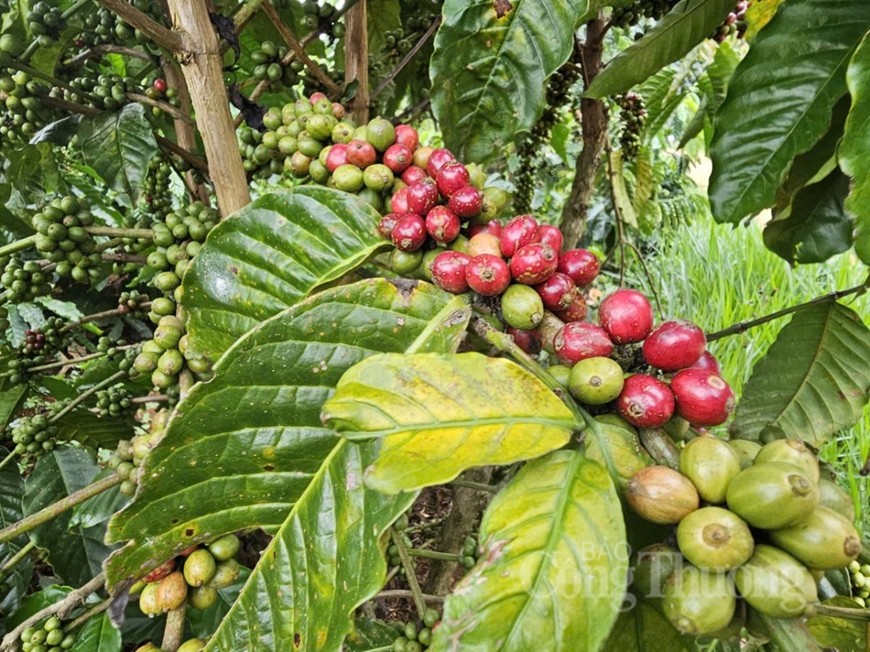 Bản tin nông sản hôm nay (14-4): Giá cà phê ổn định, giá hồ tiêu giữ ở mức cao