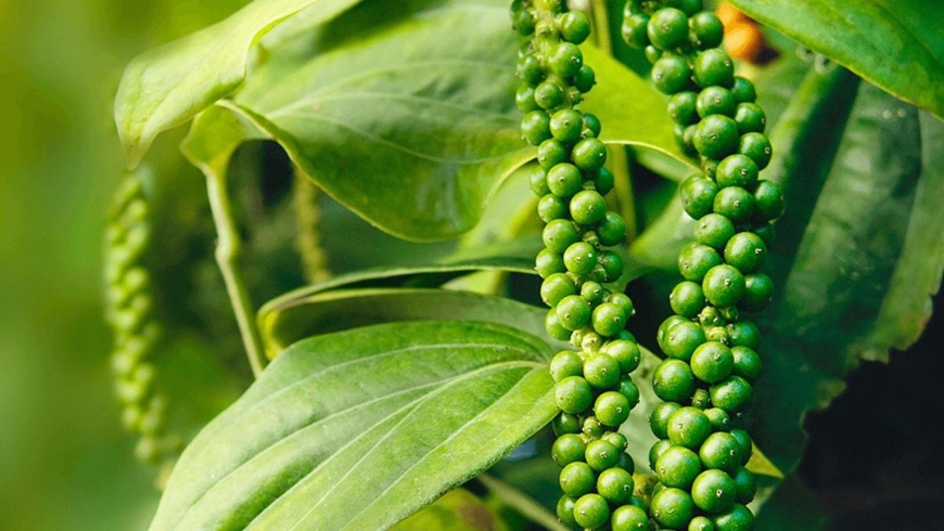 Bản tin nông sản hôm nay (14-4): Giá cà phê ổn định, giá hồ tiêu giữ ở mức cao
