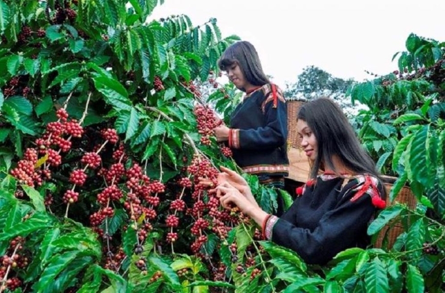 Bản tin nông sản hôm nay (19-4): Giá cà phê, hồ tiêu giảm sâu