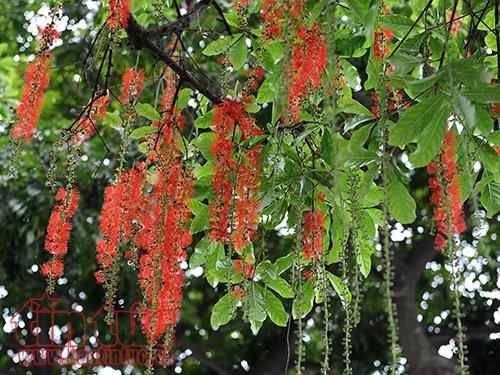 Hân hoan, khắc khoải tháng Ba