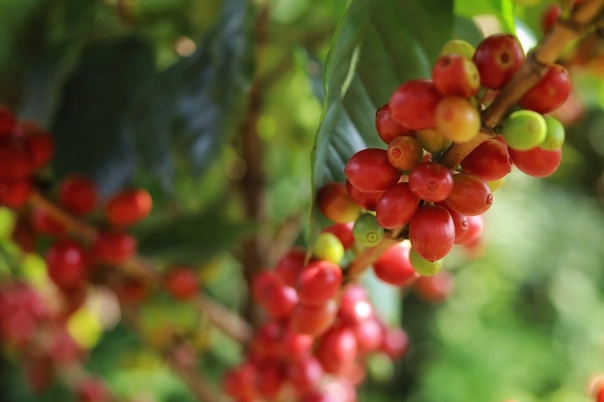 Bản tin nông sản hôm nay (22-4): Giá hồ tiêu giảm nhẹ