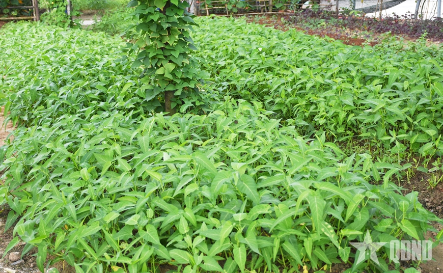 Tăng gia sản xuất trên quần đảo Trường Sa Tăng gia sản xuất trên quần đảo Trường Sa