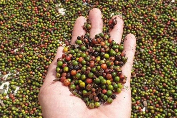 Bản tin nông sản hôm nay (28-4): Giá cà phê ở mức cao