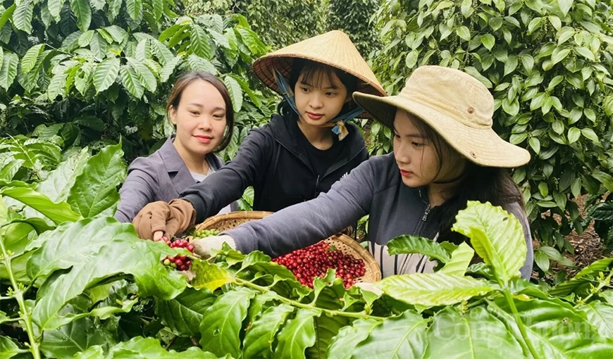 Bản tin nông sản hôm nay (6-5): Giá cà phê, hồ tiêu giảm nhẹ