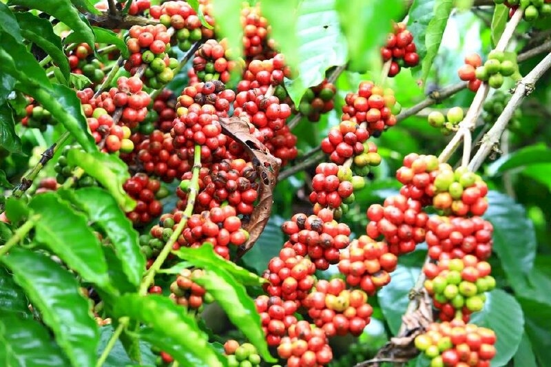 Bản tin nông sản hôm nay (8-5): Giá cà phê và hồ tiêu trên đà giảm
