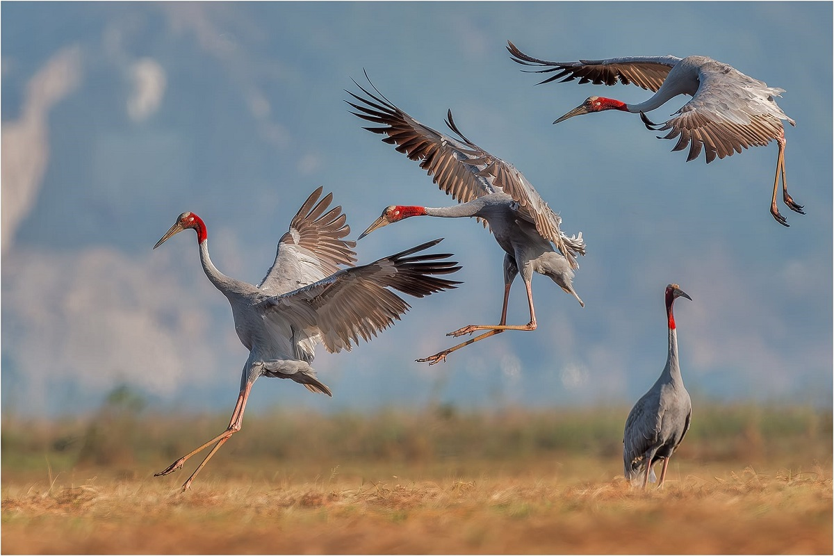 Giấc mơ xanh giữa Đồng Tháp Mười