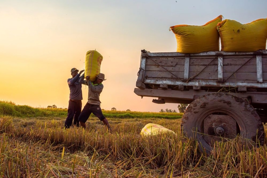 Tiếp tục miễn thuế sử dụng đất nông nghiệp đến hết năm 2030: Tiếp sức nông dân