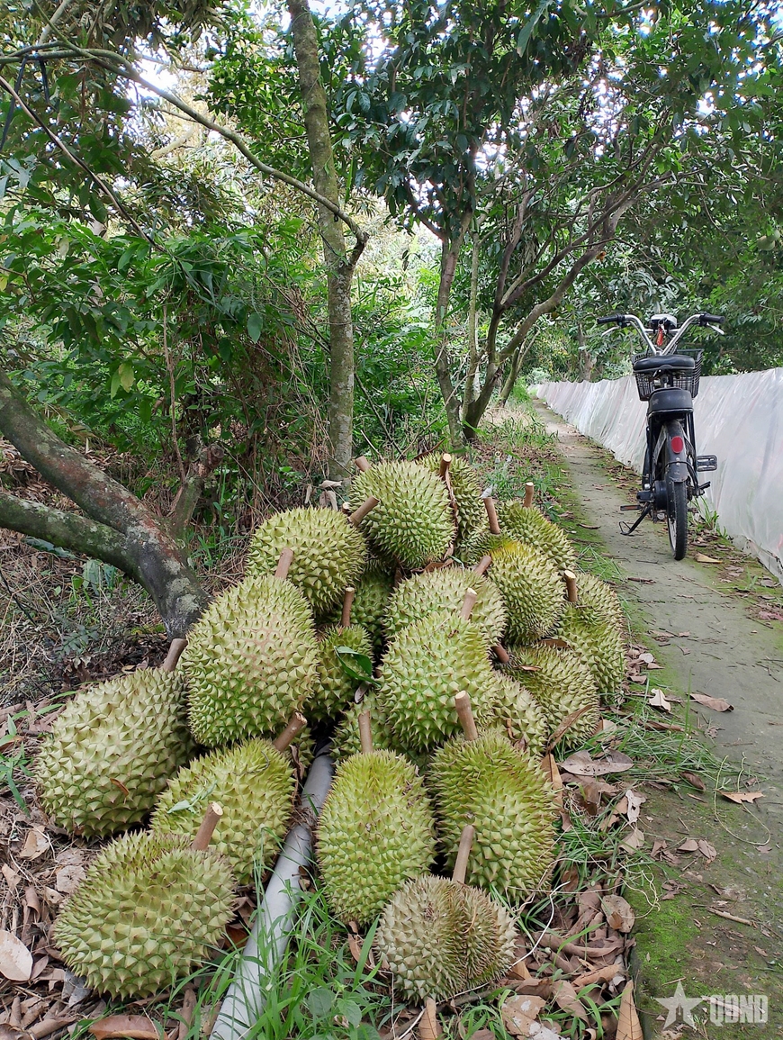 Phát triển bền vững ngành hàng sầu riêng